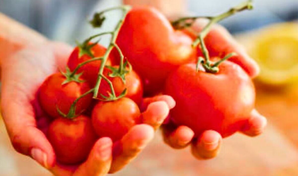 Best place to store tomatoes to keep them fresh – stop them rotting or going mouldy