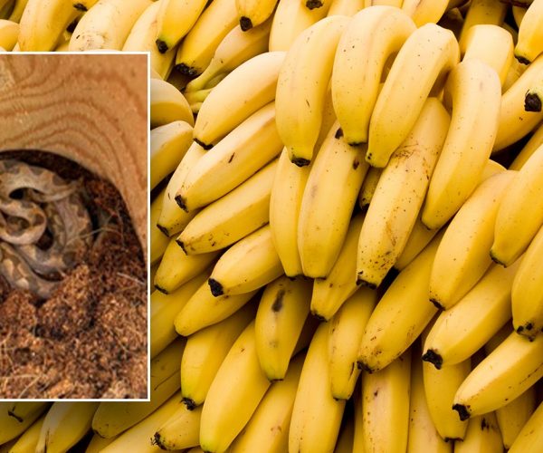 ‘Unwanted hitchhiker’ found in grocery store’s banana shipment ‘a first’