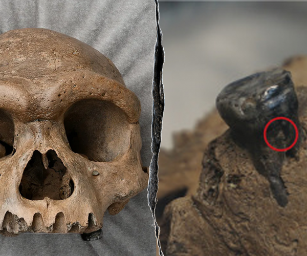 Ancient 146,000-year-old skull revealed as Denisovan, not new human species